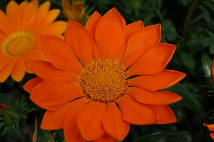 236.220 Gazania Enorma orange